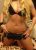 pendik-escort-asli-1