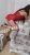 pendik-escort-bayan-gamze